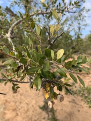 Pteleopsis myrtifolia
