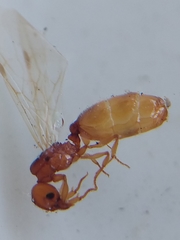 Pheidole cerebrosior