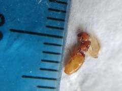 Pheidole cerebrosior