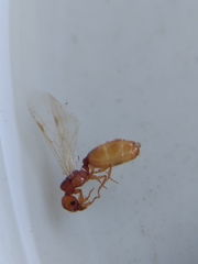 Pheidole cerebrosior