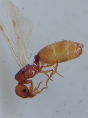 Pheidole cerebrosior