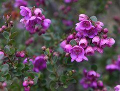 Hypocalymma speciosum