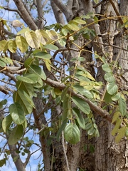 Xeroderris stuhlmannii