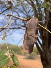 Xeroderris stuhlmannii