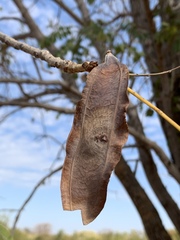 Xeroderris stuhlmannii