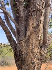 Xeroderris stuhlmannii