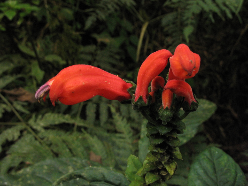 Centropogon vaughianus