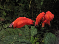 Centropogon vaughianus