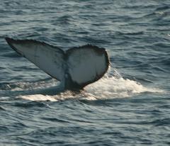 (c) JR Ferrer-Paris, some rights reserved (CC BY)