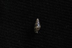 Pseudamycla dermestoidea