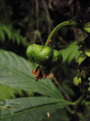 Centropogon vaughianus