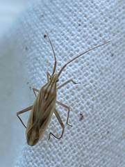 Miridius quadrivirgatus