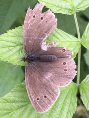 Aphantopus hyperantus