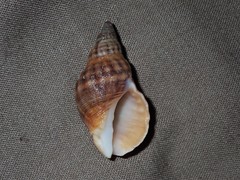 Agnewia tritoniformis