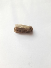 Agrotis exclamationis