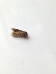 Agrotis exclamationis