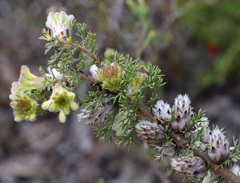 Petrophile serruriae