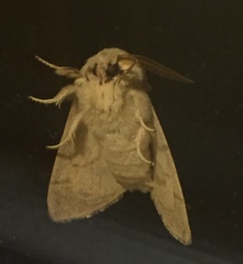 Charanyca trigrammica