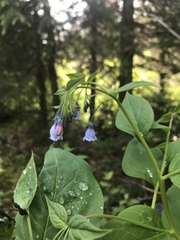 Mertensia paniculata