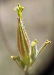 Cordylanthus pilosus pilosus