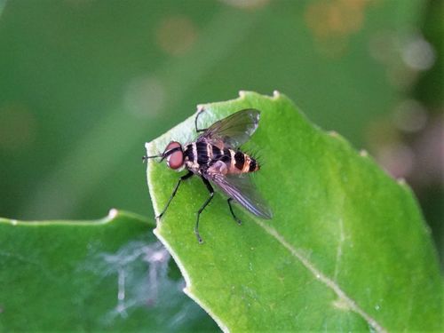 Australian Leafroller Tachinid photo 5