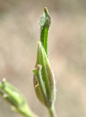Cordylanthus pilosus pilosus