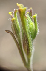 Cordylanthus pilosus pilosus