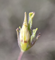 Cordylanthus pilosus pilosus