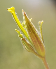 Cordylanthus pilosus pilosus