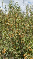 Caragana spinosa