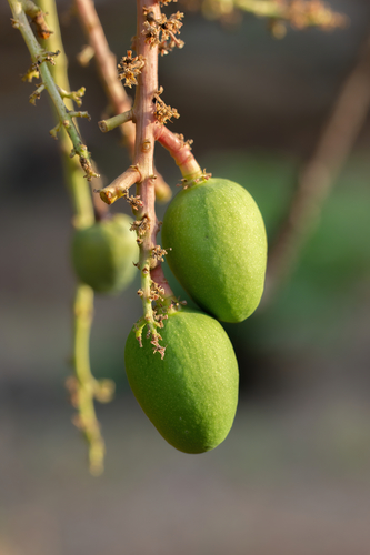 Mangifera indica