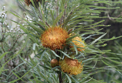Banksia formosa