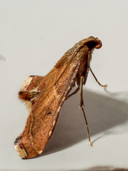 Endotricha flammealis