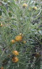 Banksia formosa