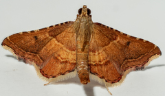 Endotricha flammealis