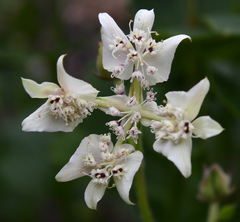 Xanthosia rotundifolia