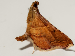 Endotricha flammealis