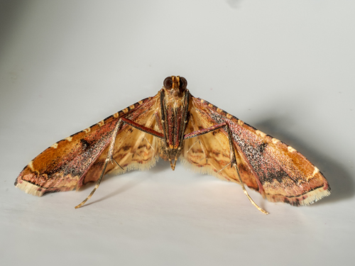 Karpytasparnis Ugniukas nuotrauka