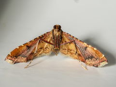 Endotricha flammealis