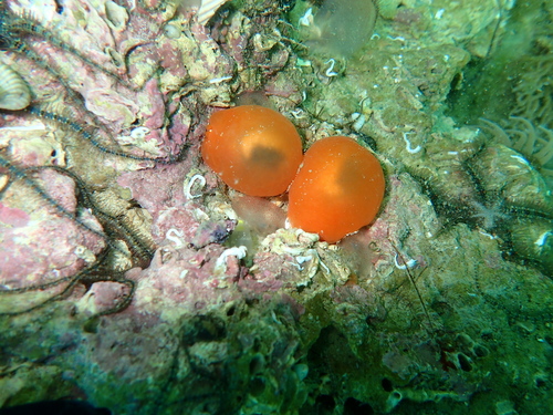 Berthellina edwardsii
