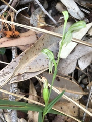 Pterostylis longifolia