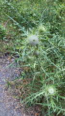 Cirsium eriophorum