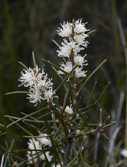 Hakea sulcata