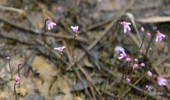 Utricularia tenella