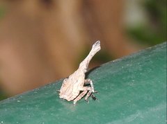 Pyrops candelaria