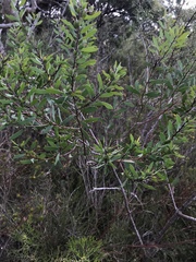 Persoonia lanceolata