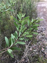 Persoonia lanceolata