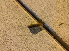 Insecta