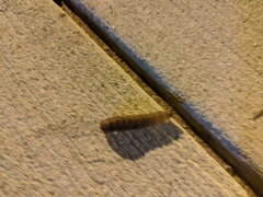 Insecta