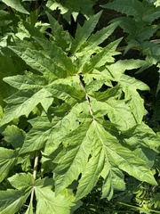 Heracleum persicum